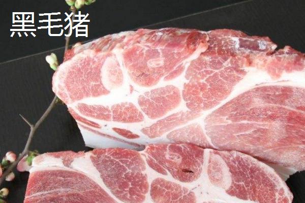 黑毛豬和白毛豬的區(qū)別