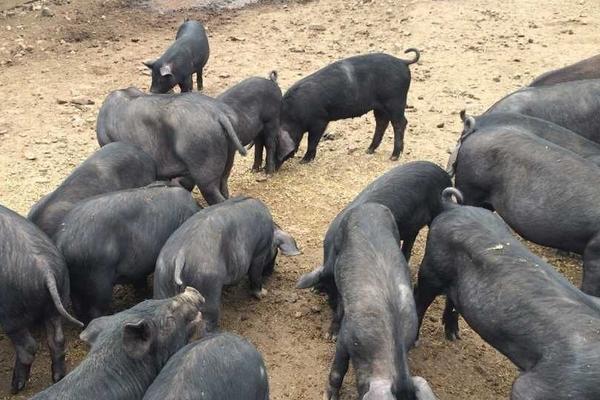 黑毛豬肉多少錢一斤