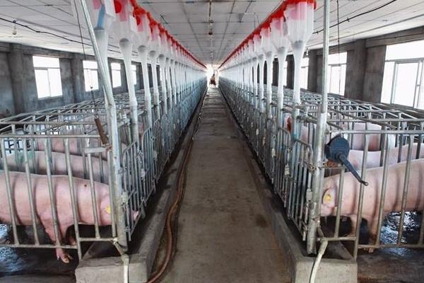 夏季養豬注意事項