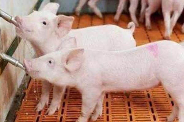 夏季養豬注意事項