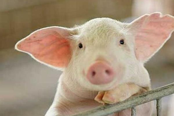 夏季養豬注意事項