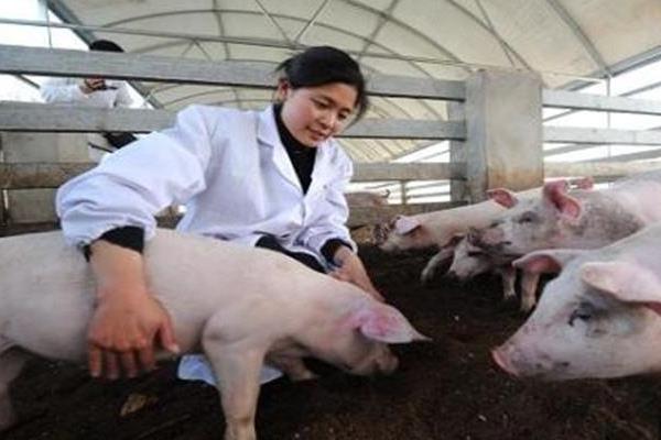 夏季養豬注意事項