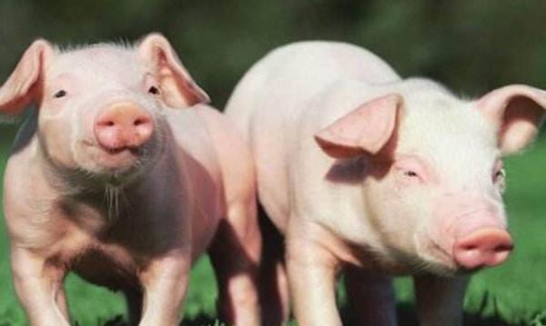 散養豬夏季怎么過