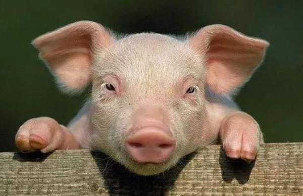 散養豬夏季怎么過