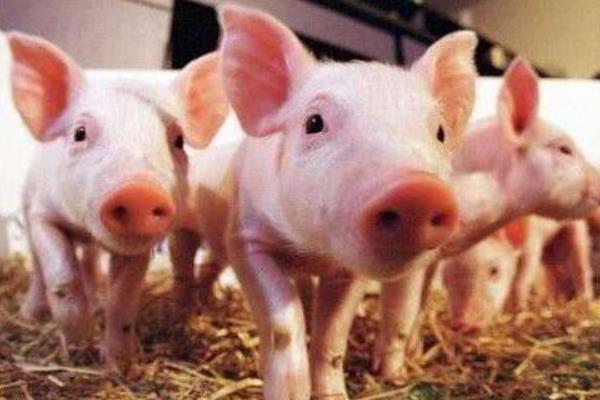 散養豬夏季怎么過