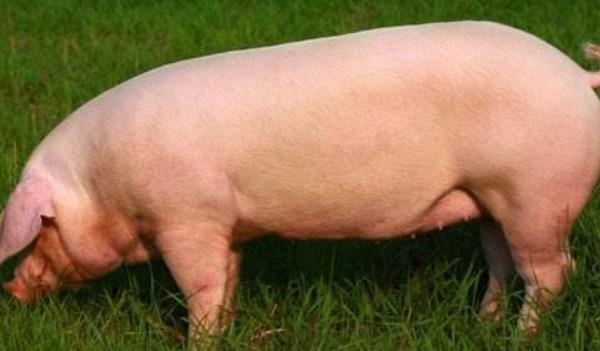 散養豬夏季怎么過