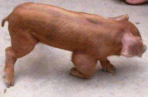 夏季養(yǎng)豬應(yīng)防哪些病