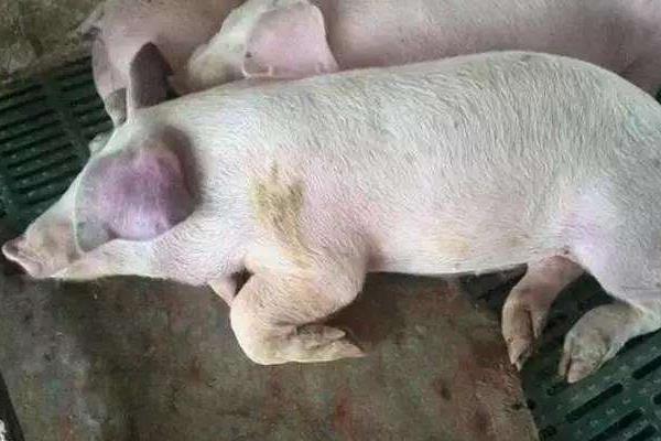 夏季養(yǎng)豬應(yīng)防哪些病