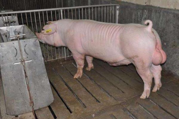 種豬可以活多久