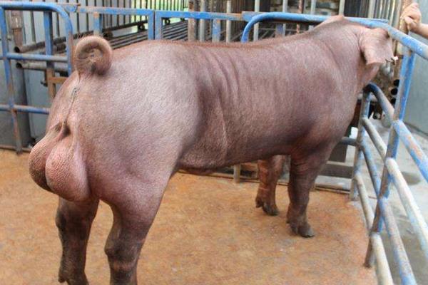 種豬可以活多久