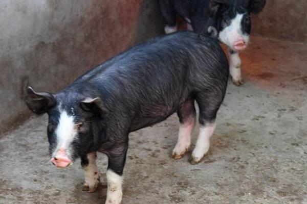 種豬可以活多久