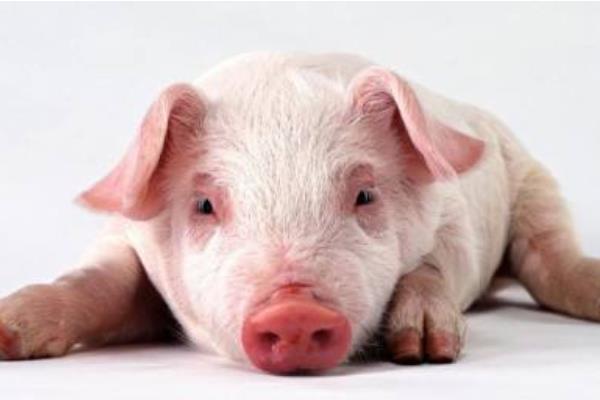 種豬可以活多久