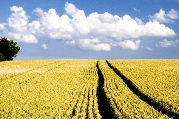 農村人除了打工還能做些什么賺錢