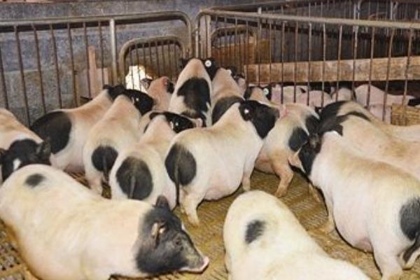 農村人除了打工還能做些什么賺錢