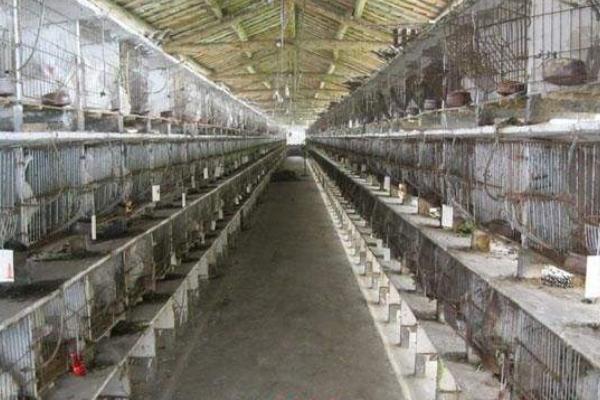 年輕人回農村能干什么