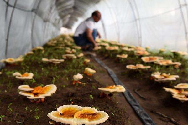 年輕人回農村能干什么