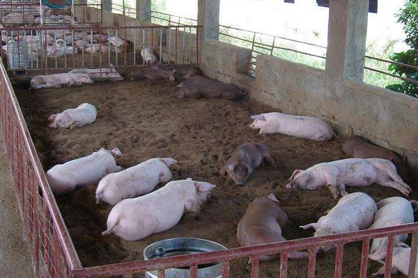 發酵床養豬是騙局嗎