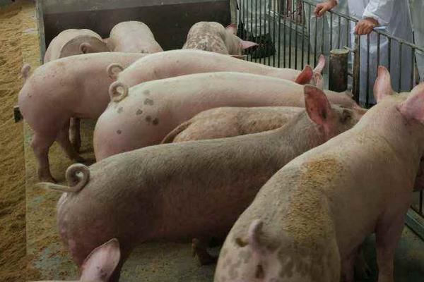 發酵床養豬是騙局嗎