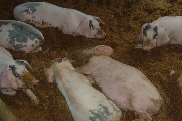 發酵床養豬是騙局嗎