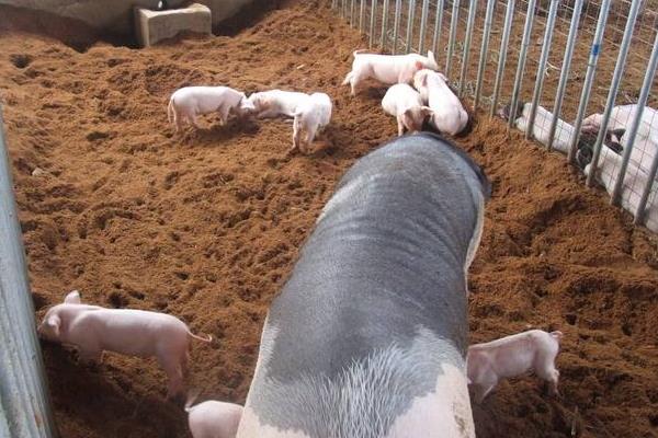 發酵床養豬是騙局嗎