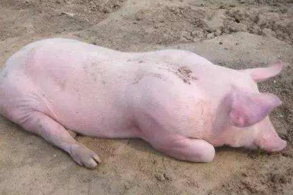 豬發(fā)燒不退耳朵發(fā)紫怎么治