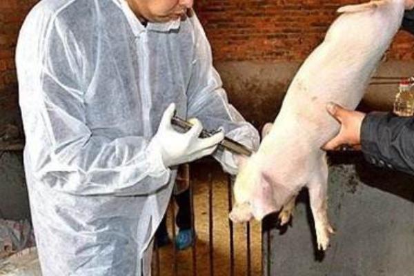 豬發(fā)燒不退耳朵發(fā)紫怎么治