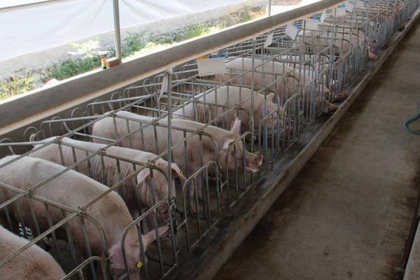 豬發(fā)燒不退耳朵發(fā)紫怎么治