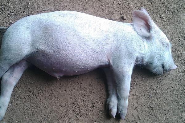 豬發(fā)燒不退耳朵發(fā)紫怎么治