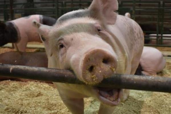 豬發燒不退耳朵發紫怎么治