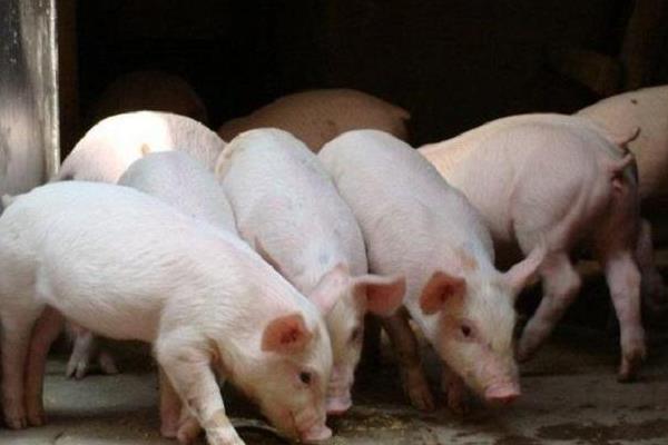 近幾年豬價格會上漲嗎