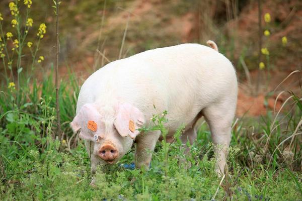 未來的養豬行情