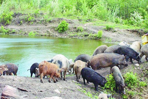 未來的養(yǎng)豬行情