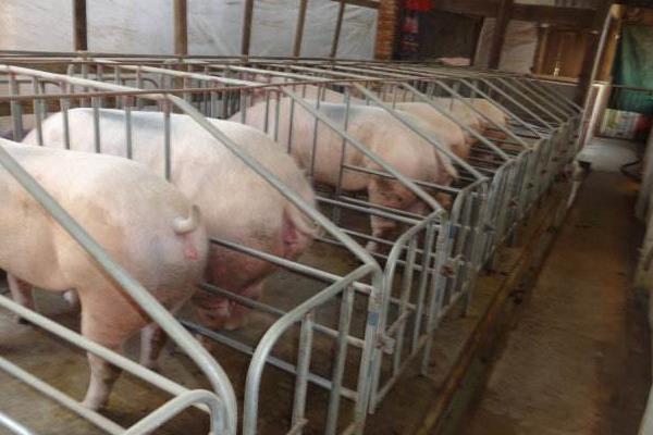 如何減少養豬成本