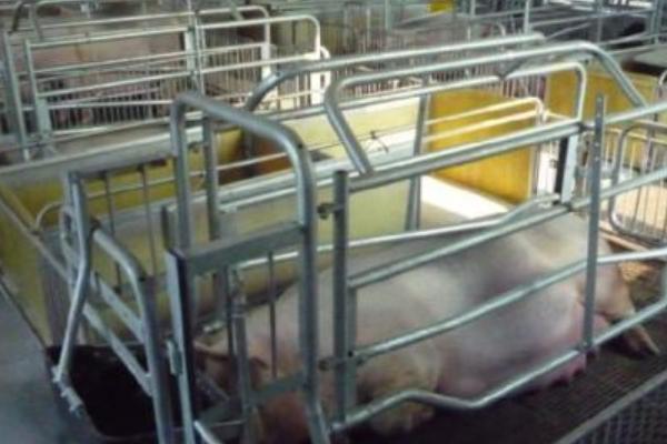 豬的產床多少錢