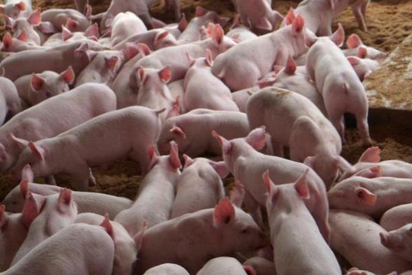 養豬場廢水怎么處理