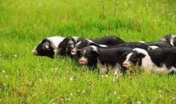 土豬的養(yǎng)殖成本和利潤(rùn)分析