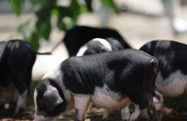 土豬的養(yǎng)殖成本和利潤(rùn)分析