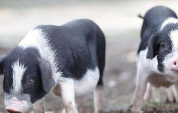 土豬的養(yǎng)殖成本和利潤(rùn)分析