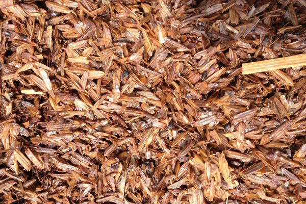 稻谷酒糟干了可以喂雞嗎