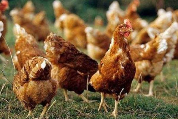 稻谷酒糟干了可以喂雞嗎