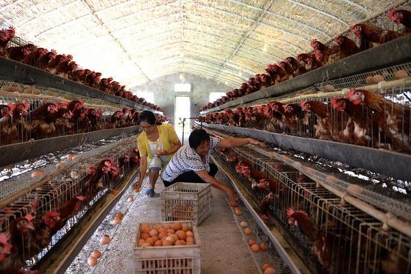 養雞場需要什么設備