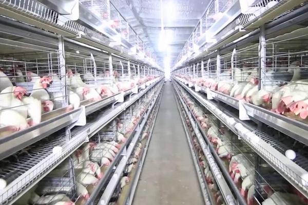 養雞場用什么消毒