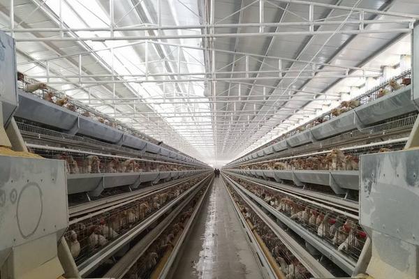 養雞場用什么消毒