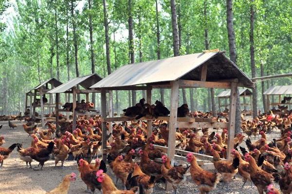 養雞場能不能建在村莊