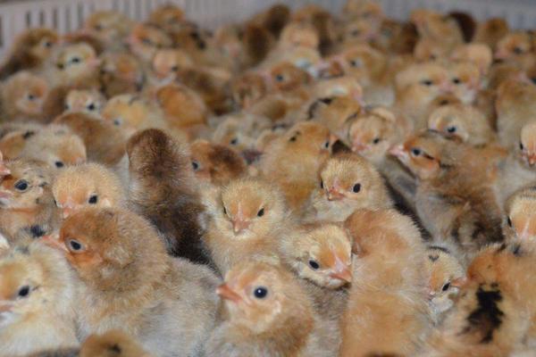 土雞苗哪里有賣