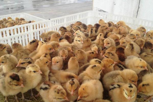 土雞苗哪里有賣