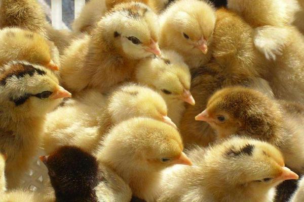 土雞苗哪里有賣