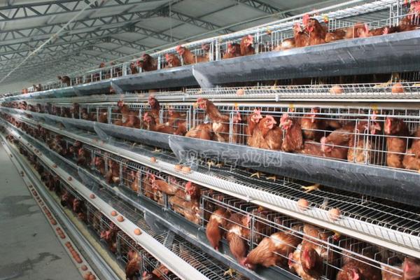 養雞場投資多少錢