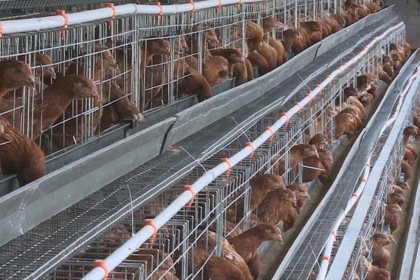 養(yǎng)雞場投資多少錢