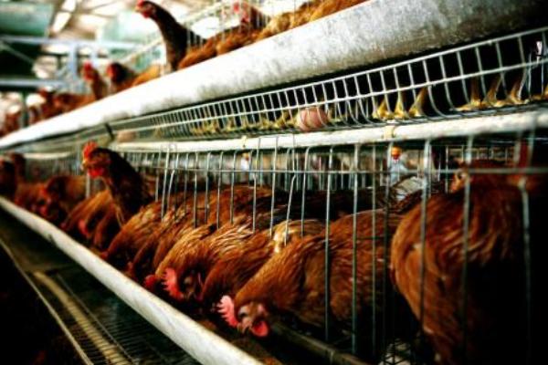 養(yǎng)雞場投資多少錢